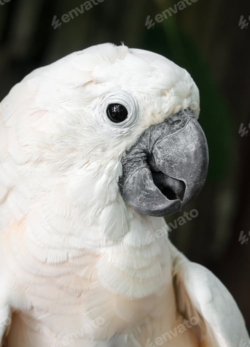 Preview: Portrait of cockatoo
