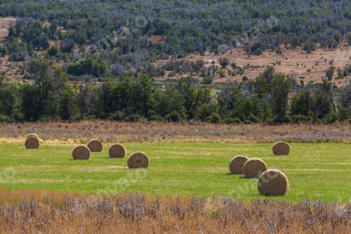 Preview: Hay