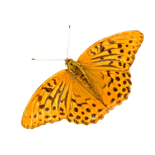 Preview: Silver Washed Fritillary Butterfly