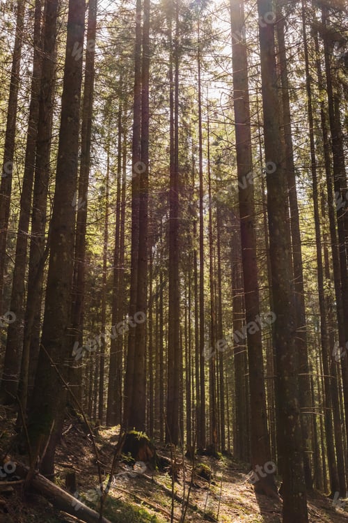 Preview: Sunlight on mossy glade in spruce forest