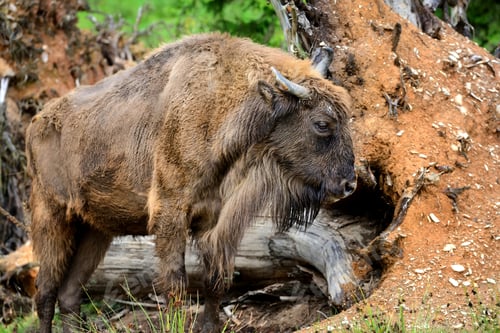 Preview: European Bison in the forest. Wisent. Bison bonasus