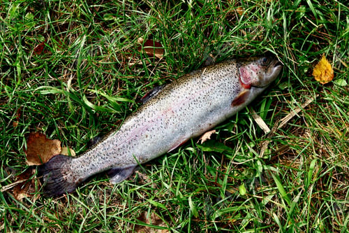 Preview: background of fresh fish salmon outdoor