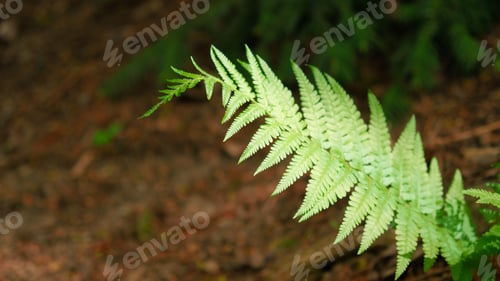 Preview: Green fern leaves, natural floral fern in forest. Natural thickets, floral abstract background.