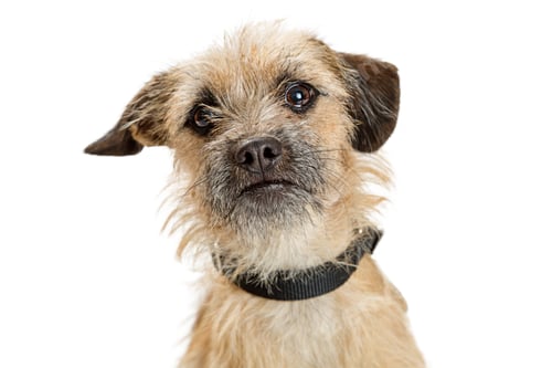 Preview: Cute Border Terrier Dog Closeup