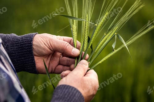 Preview: Close up of senior farmers hands examining crop barley in field.