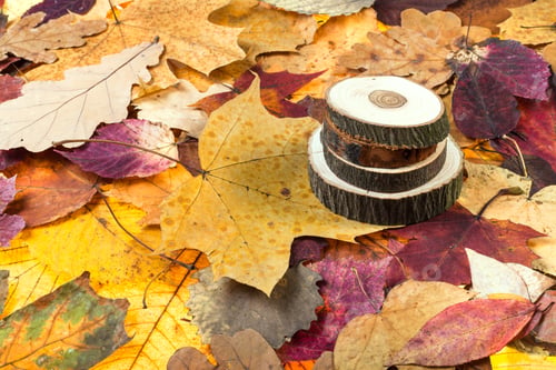 Preview: above view of sawed woods on autumn leaves
