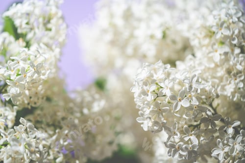 Preview: White lilac flowers