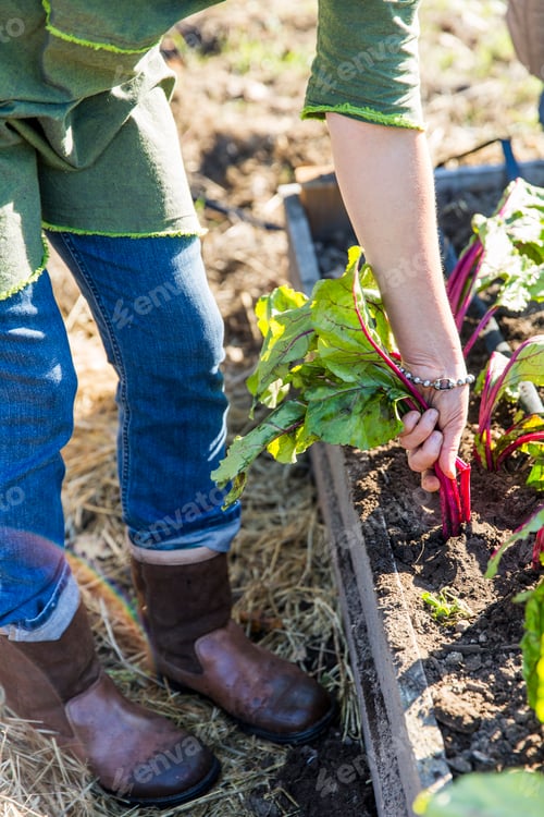 Preview: Woman's hands pulling beetroot from allotment