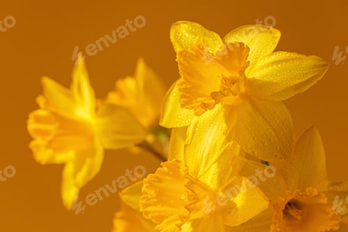Preview: Close up of daffodils flowers on yellow background