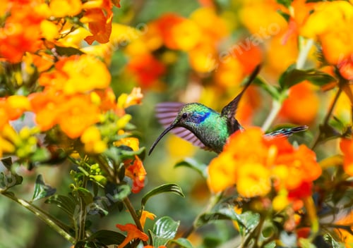 Preview: Kolibri