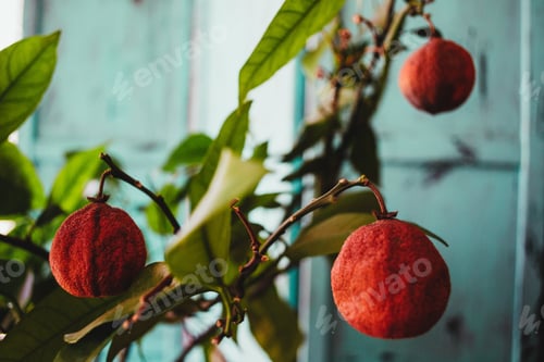 Preview: Closeup shot of dry African cherry oranges growing on a tree