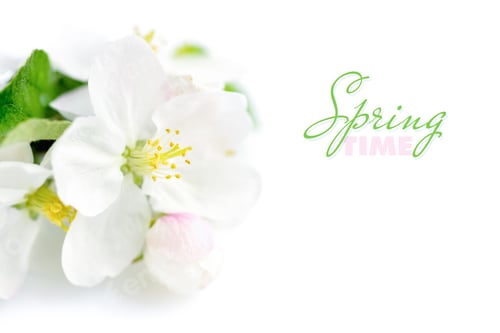 Preview: Apple blossom on a white background