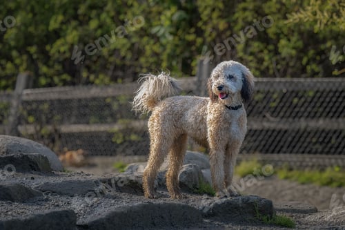 Preview: A POODLE DOODLE STANDING ON ROCKS AT THE LUTHER BURBANK OFF LEASH AREA ON MERCER ISLAND