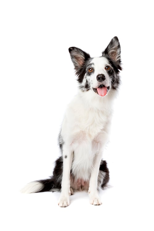 Preview: dog