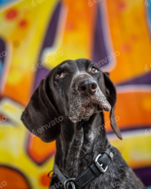 Preview: Large brown German Shorthaired Pointer in front of a brick wall with bright graffiti artwork