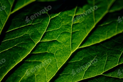 Preview: Macro shot of green leaf texture
