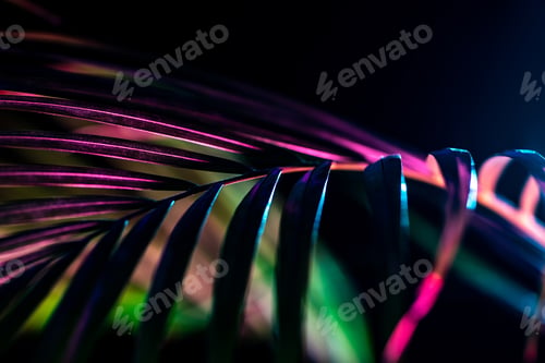 Preview: palm leaf with trendy color filter, isolated on black