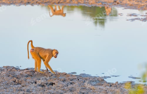 Preview: wildlife