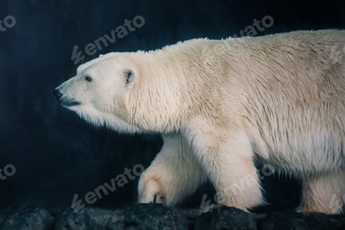 Preview: Beautiful Polar Bear (Ursus maritimus)
