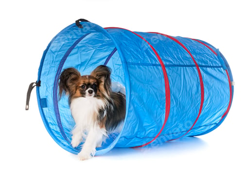 Preview: training of agility