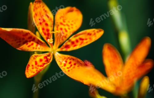 Preview: Orange leopard lily.