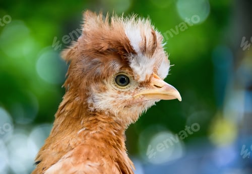 Preview: Young cock