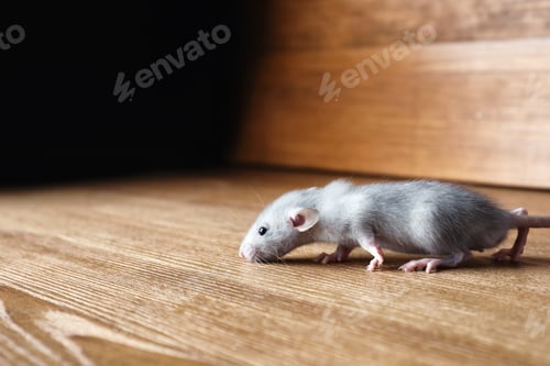 Preview: Gray Rat Walking on Wooden Surface Indoors