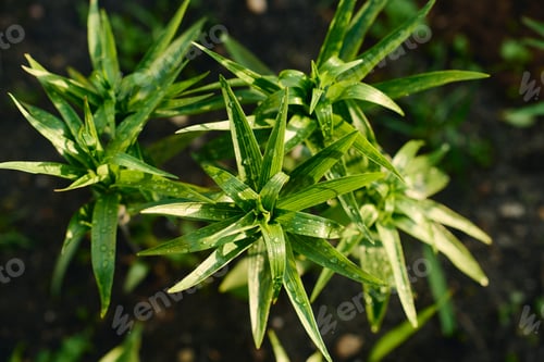 Preview: Garden plants with long narrow leaves