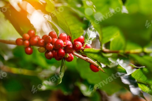 Preview: Coffee beans ripening on tree in North of thailand