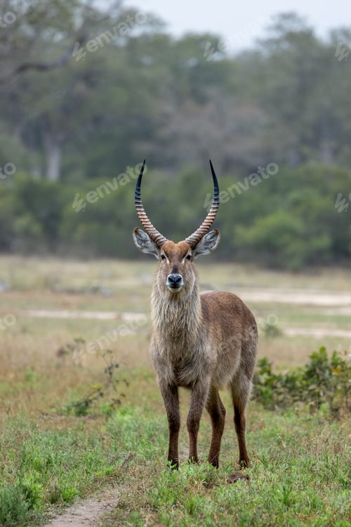 Preview: Waterbuck, Kobus ellipsiprymnus, standing, direct gaze.