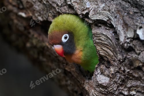 Preview: Black-cheeked lovebird (Agapornis nigrigenis)