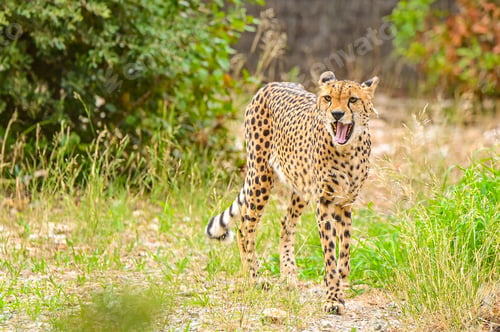 Preview: View of the cheetah in the nature