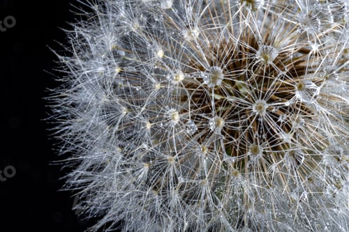 Preview: White fluffy round dandelion with rain water drops on black background. Round head of summer plants