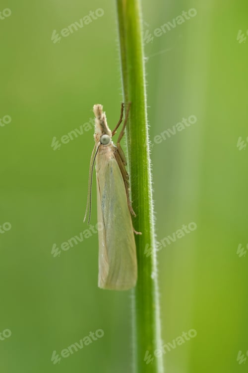 Preview: Vertical closeup on the European white Satin Grass-veneer moth, Crambus perlella