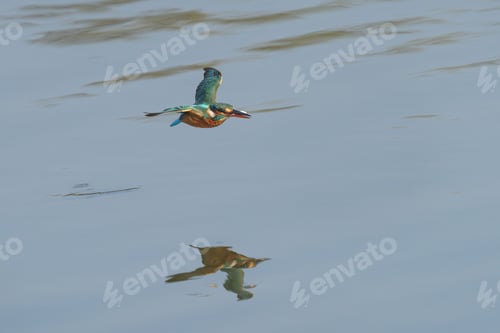 Preview: Kingfisher flying over water with reflection