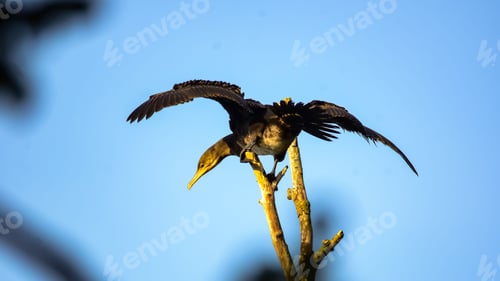 Preview: a large bird standing on top of a tree branch with its wings spread