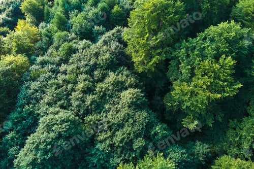 Preview: Top down flat aerial view of dark lush forest with green trees canopies in summer