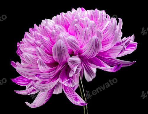 Preview: Pink Chrysanthemum on black Background