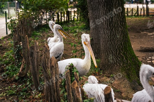 Preview: Pelicans rest gracefully in a pond