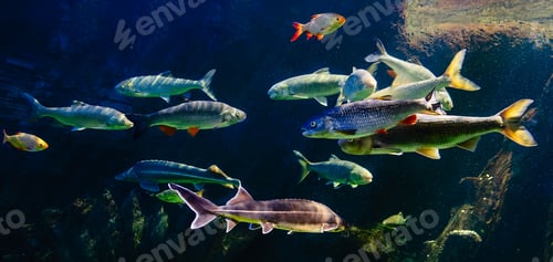 Preview: Various river fish swim in a large aquarium in the oceanarium