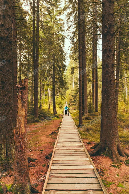 Preview: Vertical shot of a person riding a bicycle in a forest surrounded by tall trees