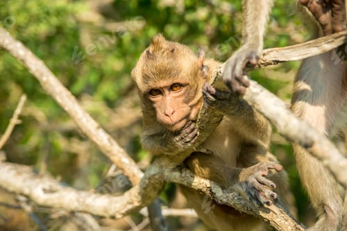 Preview: Portrait of monkey in the wild