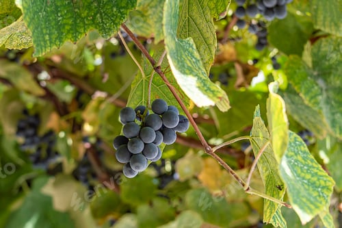 Preview: Ripe clusters of sweet red grapes Isabella. Autumn of Crimea.