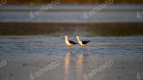 Preview: Two black-winged stilts stand side by side shallow water. Long red legs reflected on the surface