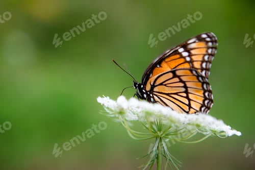Preview: Monarch butterfly on a white Queen Anne’s lace flower