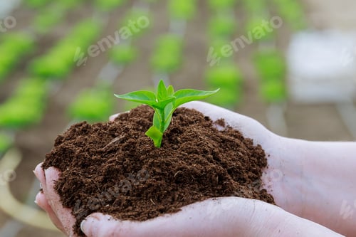 Preview: The farmer holds the soil with seedlings of pepper in his hands.