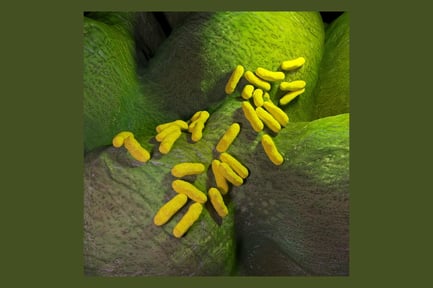 Visualização: Colônia de bactérias Pseudomonas