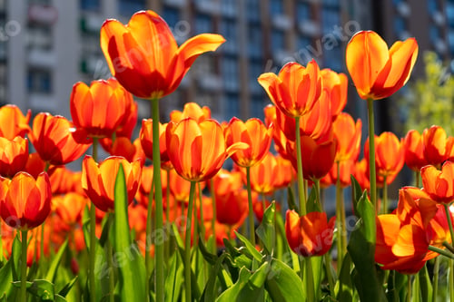 Preview: Red tulips background. Beautiful tulip. Flower bud in spring in the sunlight. Flowerbed with flowers