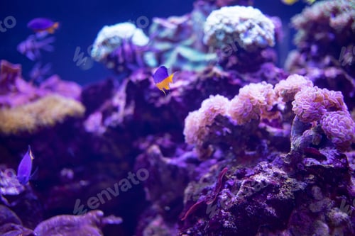 Preview: fish in reef aquarium