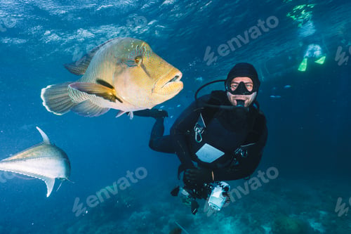 Preview: underwater photographer pose close to a maori wrasse in the great barrier reef